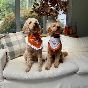 Puede incluir: Dos perros marrones y blancos con bandanas naranjas y blancas con el texto "Hook 'em" y un logotipo de toro Longhorn. Los perros están sentados en un sofá blanco.