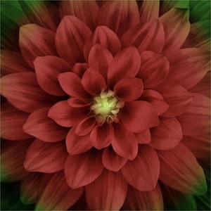 Puede incluir: Primer plano de una flor de dalia roja con un centro verde. La flor está en plena floración y tiene muchos pétalos.