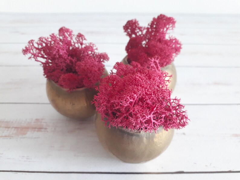 Preserved Moss In Gold Bell Cups Reindeer Moss Art Real Etsy