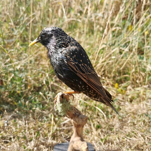 Common Starling (Sturnus vulgaris) - Neue Präparate