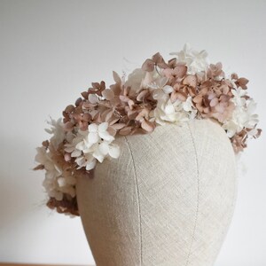 Large hydrangea full crown