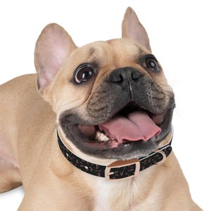 Neon Pepper Waterproof Dog Collar