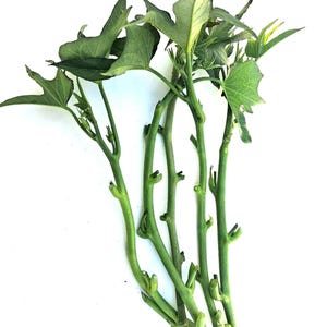 May include: A collection of fresh, green sweet potato vines with heart-shaped leaves. The vines are a vibrant green color, with some leaves showing lighter green hues. The stems are smooth and segmented, with small buds at the nodes.