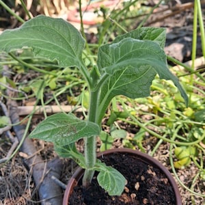 May include: A young sunflower plant in a brown pot. The plant has large, textured green leaves and a fuzzy stem. The pot is filled with dark soil, and the background shows other plants and foliage.