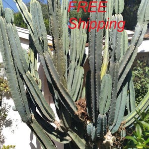 Peruvian apple cactus - Etsy sterreich