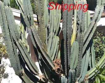 Peruvian Apple Cactus Cereus Repandus - Etsy 日本