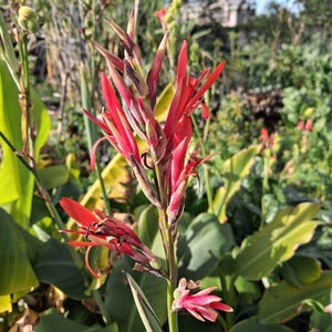 Canna indica rhizome edulis Achira / Canna plant - AKA African arrowroot – edible
