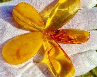 Natural Baltic Amber Lot of 5 Polished Teardrop Pieces Undrilled Jewelry Making