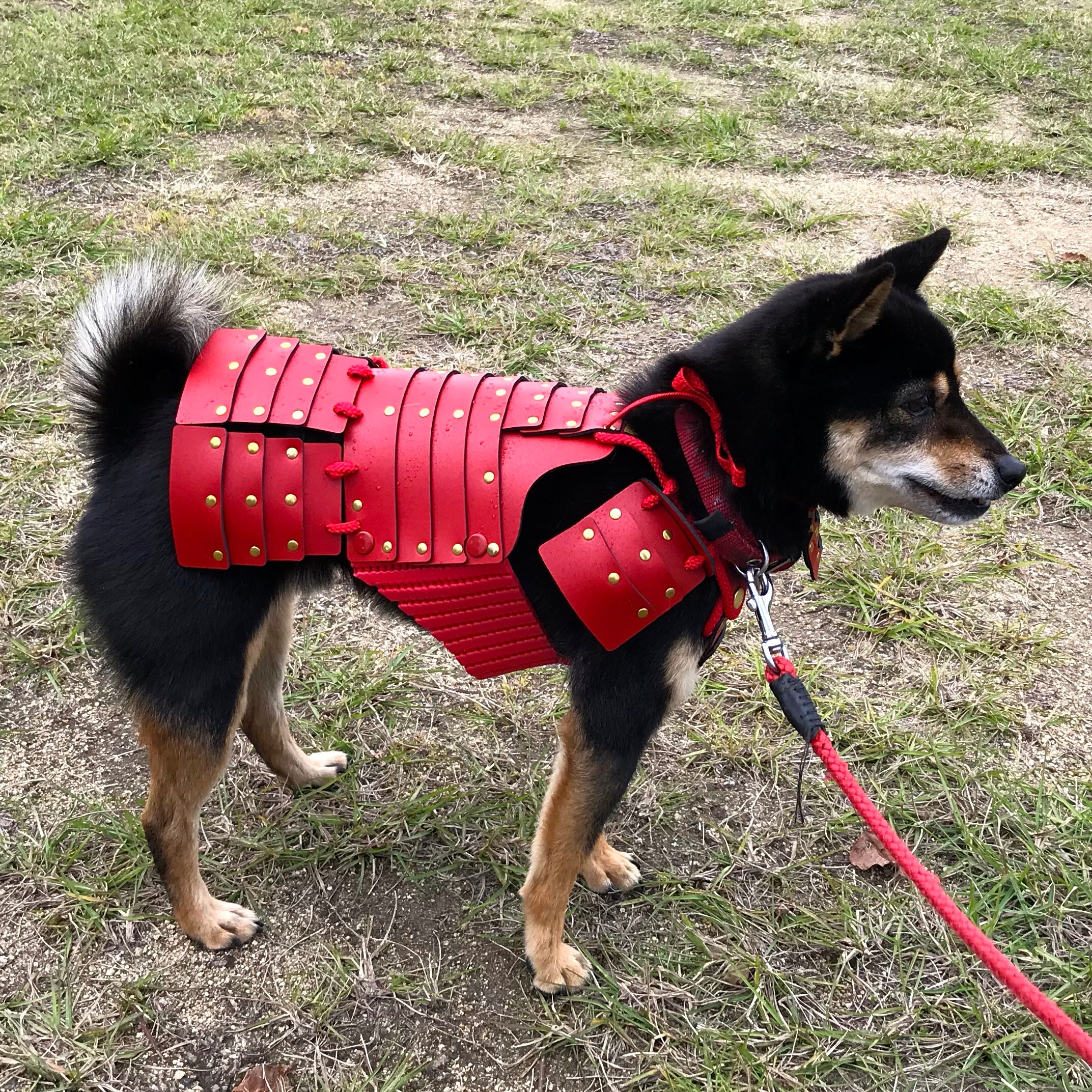Lucky Dog Red Samurai Armor For Small Dogs DogArmor901 Etsy