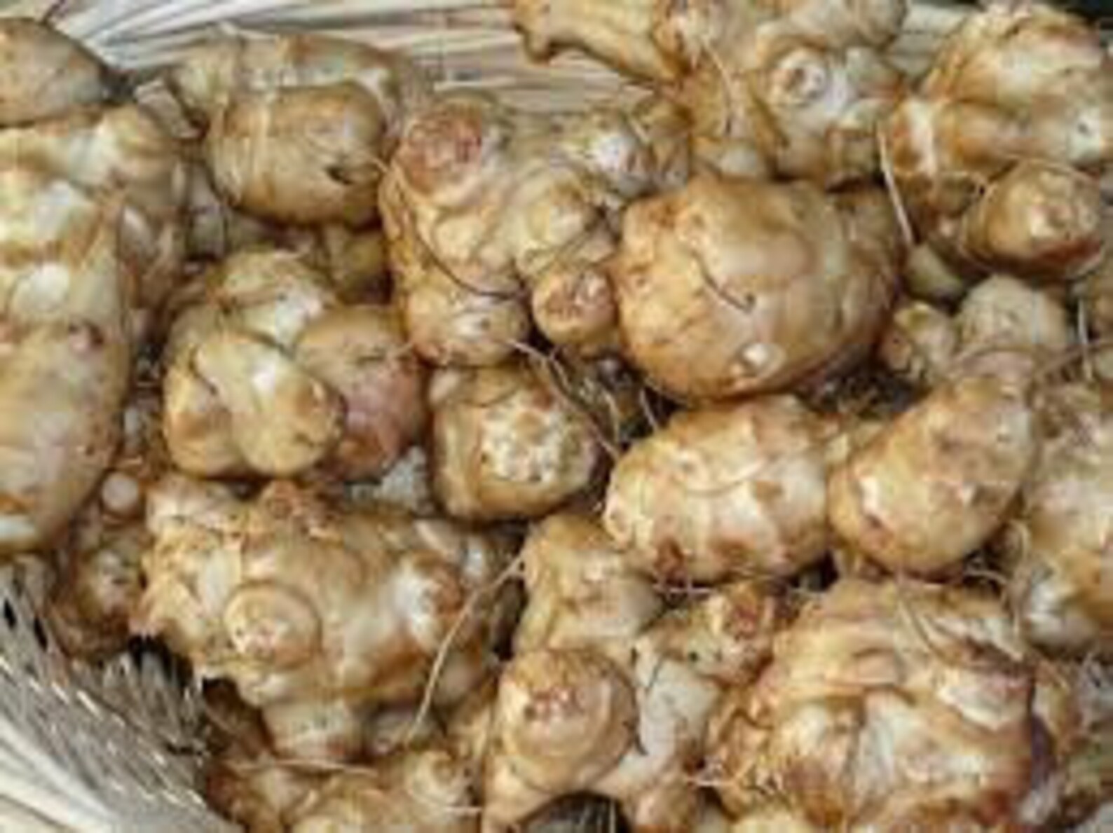 Jerusalem Artichoke 4 lbs Organic Etsy