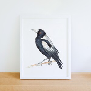 Australian Magpie - Watercolour Australian Bird Art Print