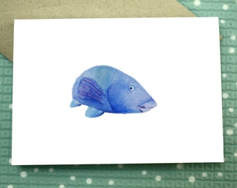 Blue Groper - Blank Greeting Card