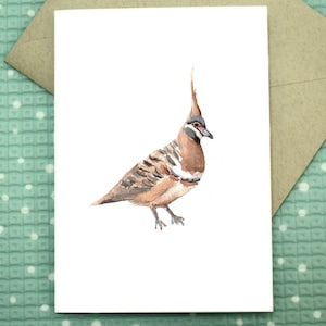 Spinifex Pigeon - Blank Greeting Card