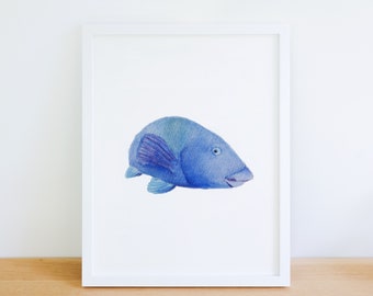 Blue Groper Fish - Watercolor Ocean Art Print