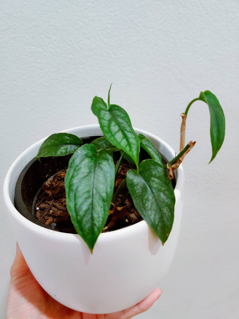 Monstera Siltepecana Rare Aroid House Plant Indoor Plant ...