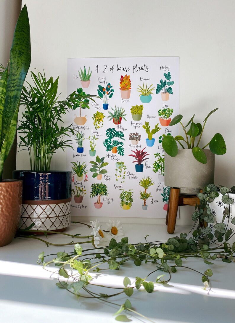 a-z house plants
