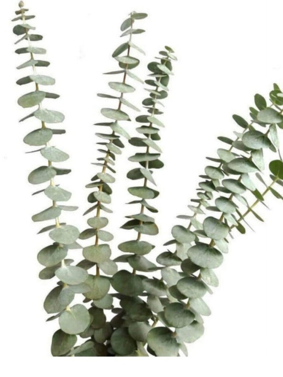 FRESH EUCALYPTUS BUNDLE Etsy