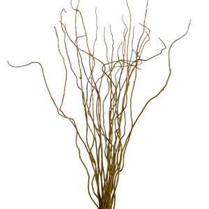 Curly Willow Bundle