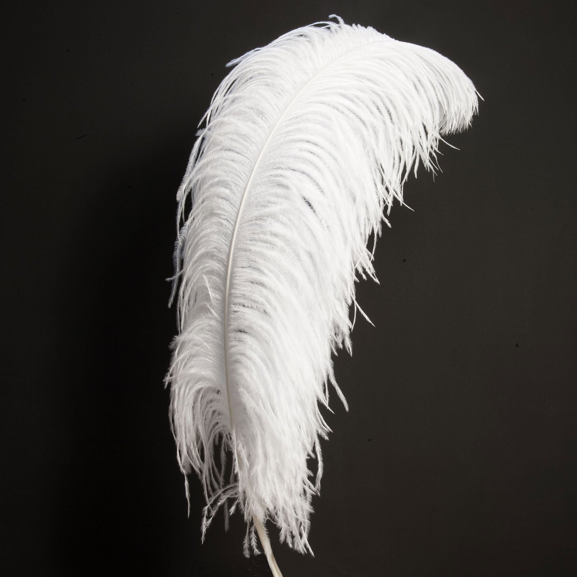 Pluma de avestruz blanca XXL 60-70 cm de largo plumas de avestruz extra  largas pluma decorativa blanca carnaval artesanía necesita bricolaje  Rosemarie Schulz Heidelberg -  México