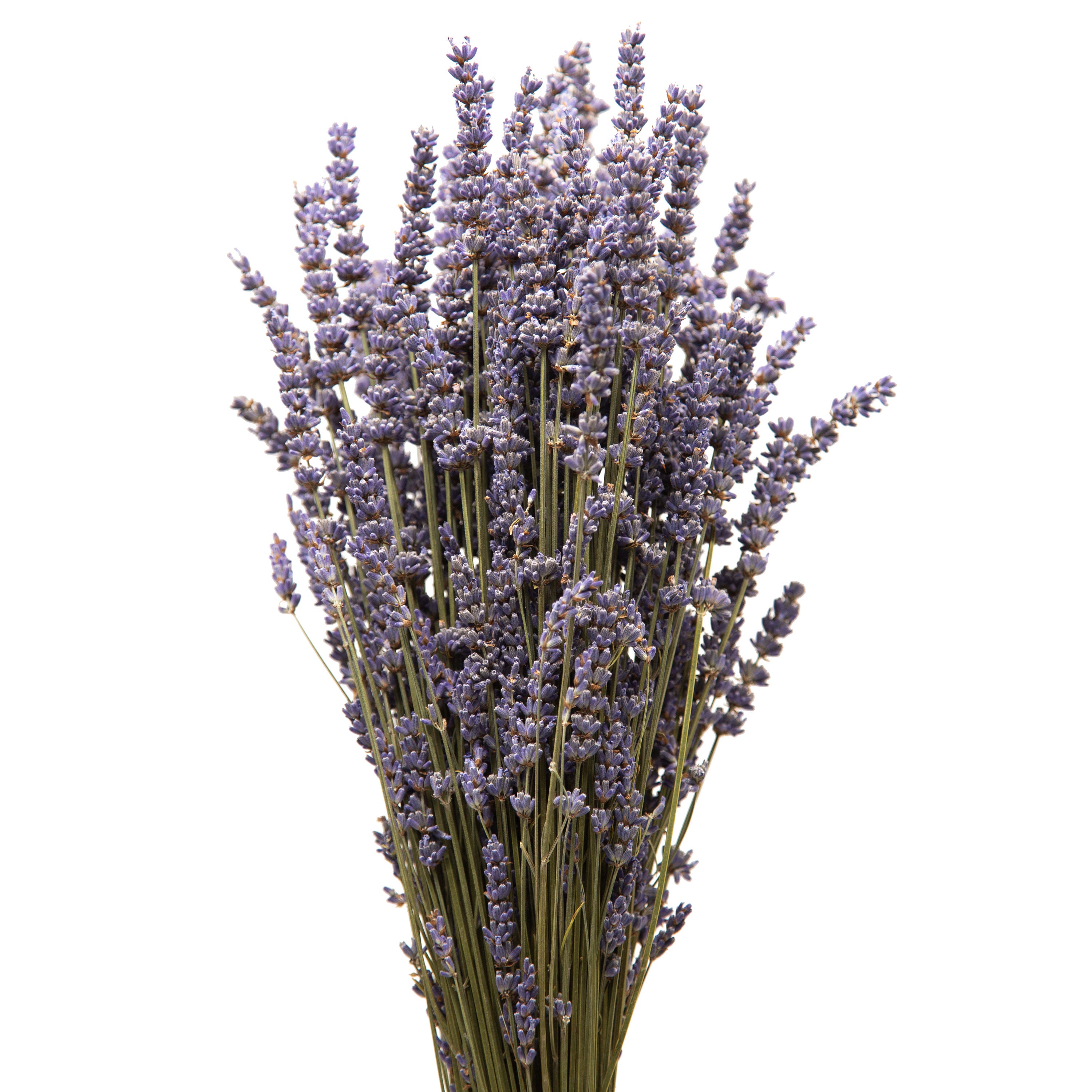 Dried English Lavender Bunch 200-250 Stems 3 Oz Preserved 