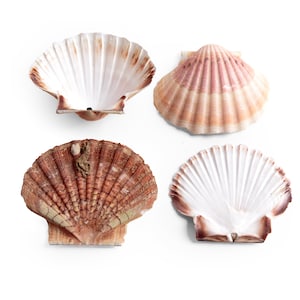 Può includere: Quattro conchiglie di capasanta con colori variabili, dal bianco al marrone e rosa, su sfondo bianco. Le conchiglie presentano texture e motivi naturali, perfette per decorazioni a tema marino.