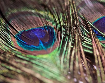 10 Peacock Feathers 80 cm long for DIY Decoration