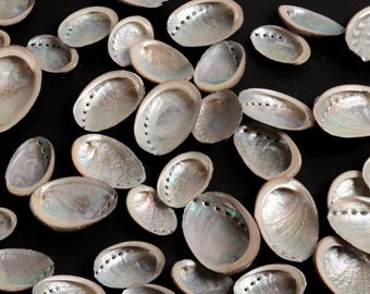 Small Abalone Shells 100 g, 200 g or 500 g, Natural Shells with Mother of Pearl, Coastal Decor, Craft Shells for DIY and Jewelry