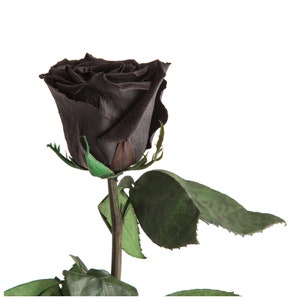 Preserved Rose - Valentine's Day gift for woman - eternal Rose 40-45cm long - natural eternal flower - Rosemarie Schulz Heidelberg