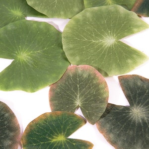 Floating leaves water lily leaves, floating flower, floating decoration