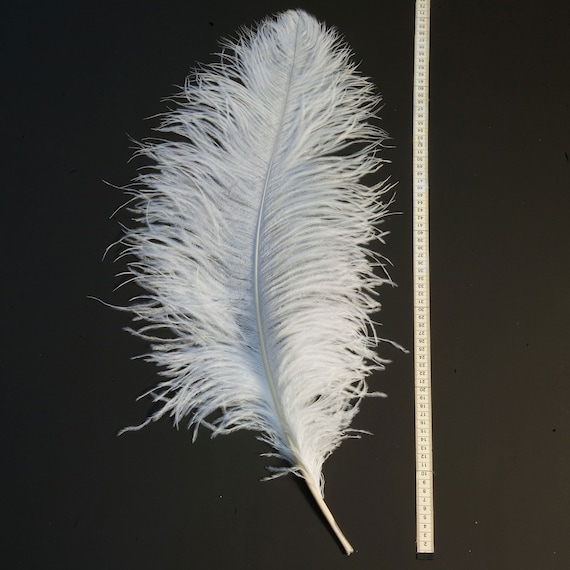 Pluma avestruz 15-25cm crudo