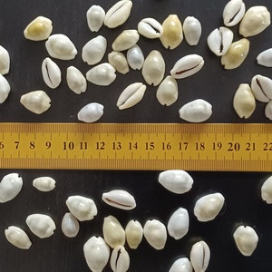 Könnte beinhalten: Eine Sammlung von weißen und cremefarbenen Muscheln in verschiedenen Größen, angeordnet auf einer schwarzen Oberfläche mit einem gelben Lineal, das 61 cm misst.