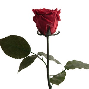 Preserved Rose - Valentine's Day gift for woman - eternal Rose 40-45cm long - natural eternal flower - Rosemarie Schulz Heidelberg