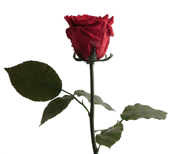 Rosa eterna duradera hasta 3 años rosa real preservada de - Etsy México