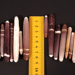 Puede incluir: Una colección de conchas marinas marrones, blancas y moradas alineadas junto a una regla amarilla marcada con los números del 1 al 11. Las conchas marinas miden aproximadamente 7,5 cm de largo.