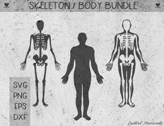 Download Skeleton Human Body Cut File Bundle Svg Png Digital Files Etsy