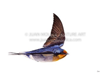 Welcome swallow in flight- fine art, museum quality prints