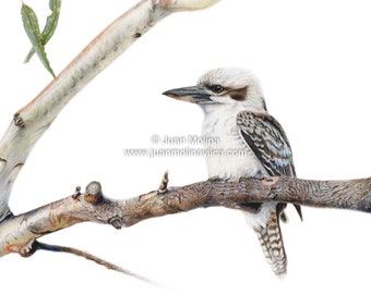 Laughing Kookaburra in an old Red River Gum - Fine art prints , museum quality prints-