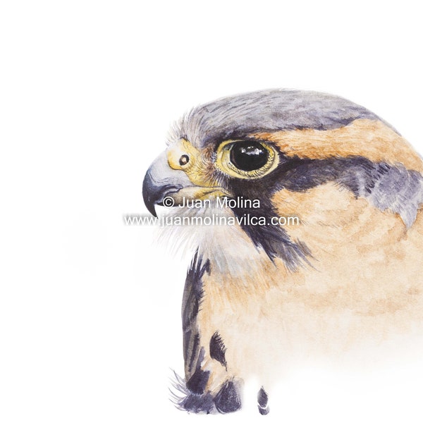 Portrait of an Aplomado falcon- Fine art, museum quality prints