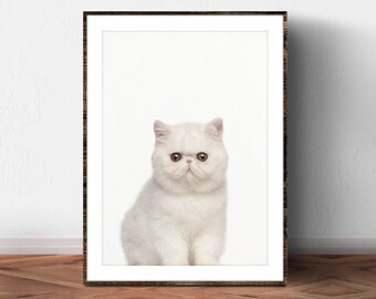 Exotic Shorthair Etsy