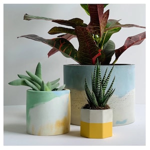 May include: Three potted plants in different colored concrete planters. The largest planter is blue and white with a green plant. The middle planter is green and yellow with a green plant. The smallest planter is yellow with a green plant.