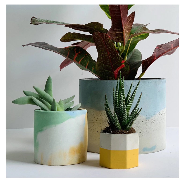 May include: Three potted plants in different colored concrete planters. The largest planter is blue and white with a green plant. The middle planter is green and yellow with a green plant. The smallest planter is yellow with a green plant.