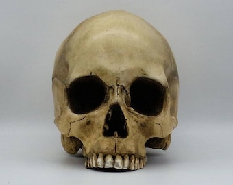 Human skull replica . Realistic Plaster of Paris life size human skull replica.