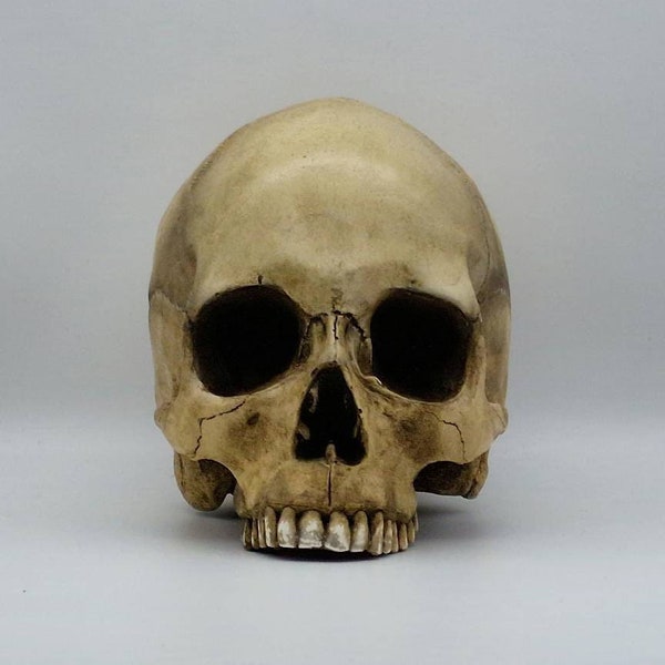 Réplique de crâne humain. Réplique réaliste d'un crâne humain en plâtre de Paris.