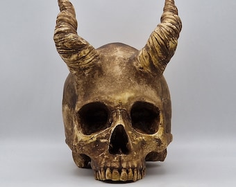 Large horned Human skull replica . Realistic Plaster of Paris life size human skull replica.