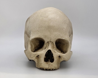 Toothless Human skull replica . Realistic Plaster of Paris life size human skull replica.