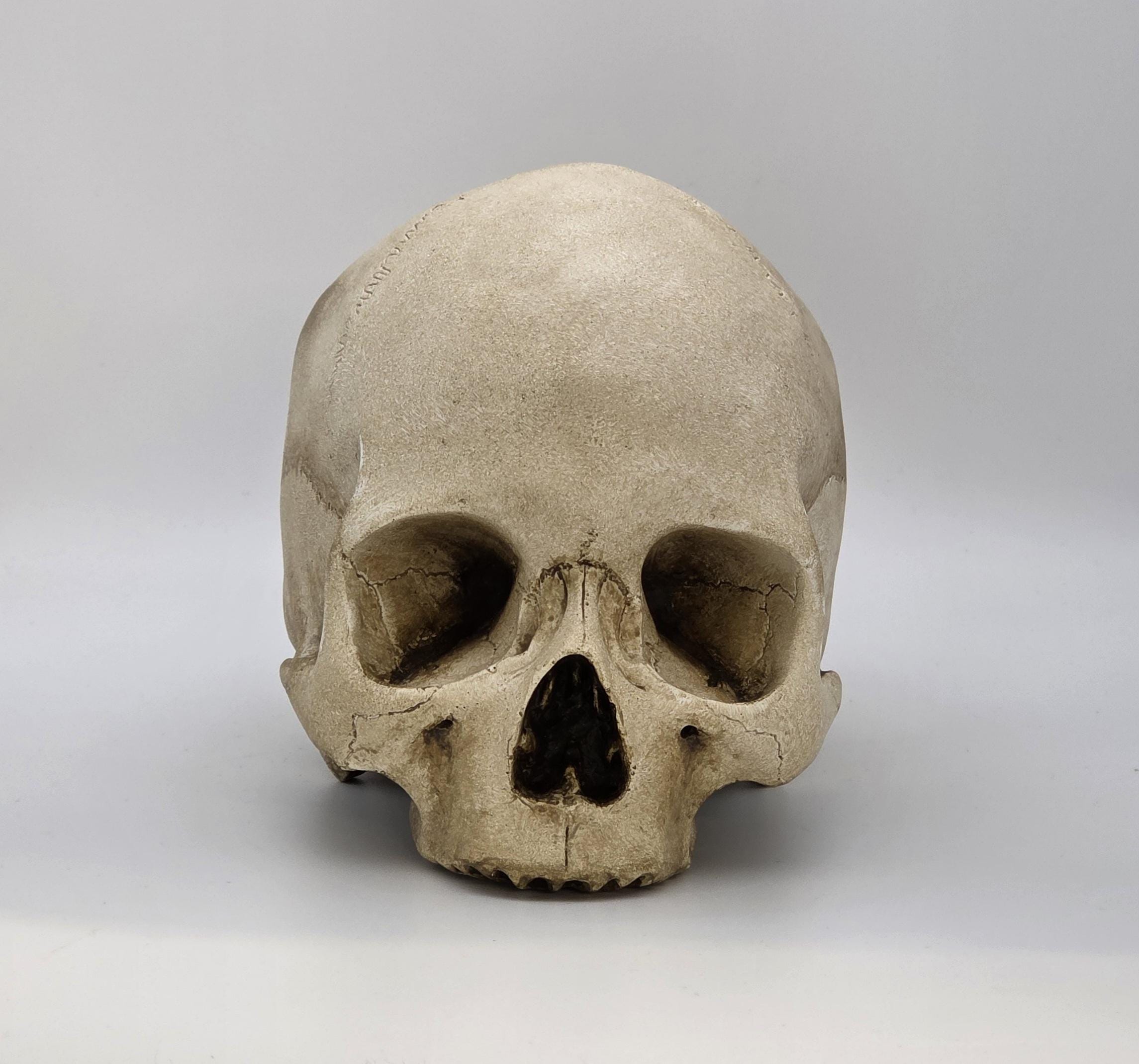 Toothless Human Skull Replica . Realistic Plaster of Paris Life