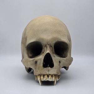 Vampire skull .Plaster of Paris life size human skull replica.