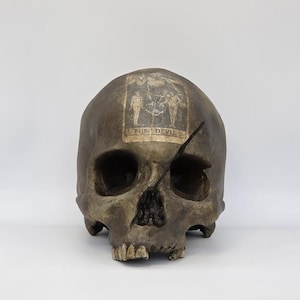 The Devil . Human skull replica . Realistic Plaster of Paris life size human skull replica.
