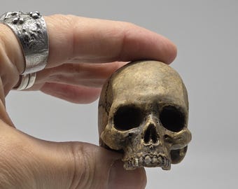 Solid Tiny human half skull ornament.  Small replica plaster of Paris human skull.
