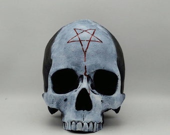 Two tone. Human skull replica . Realistic Plaster of Paris life size human skull replica.